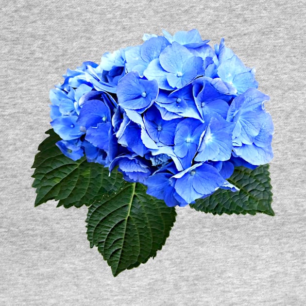 Beautiful Blue Hydrangea by SusanSavad